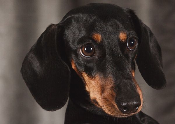Dachshund postcard an138c