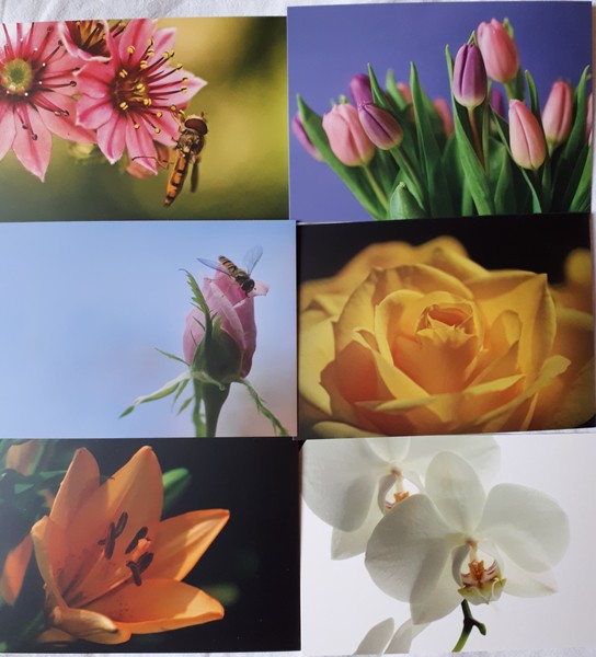 Flower postcards pack01
