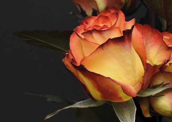 Rose postcard fl110c