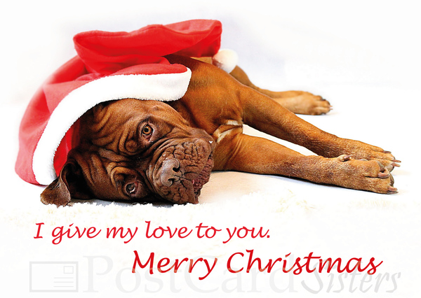 Dog christmas postcard cm112w 01