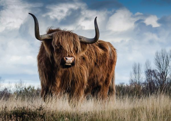Bull postcard an101c