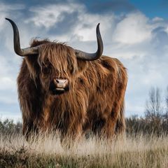 Bull Postcard