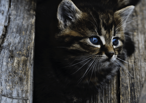 Cute cat postcard an116 01c