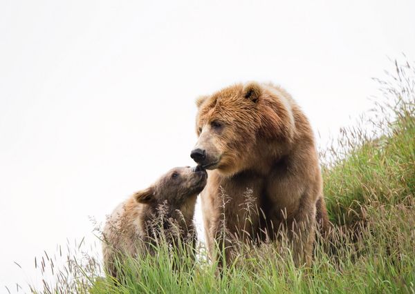 Brown bears postcard an105 01c