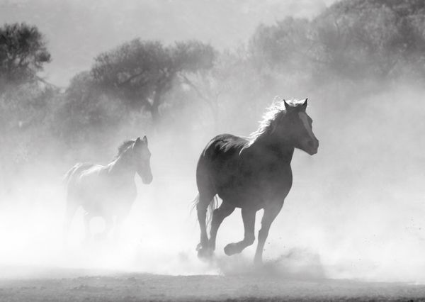 Horses postcard an108 01c