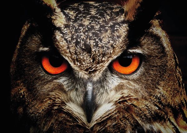 Owl postcard an113 01c