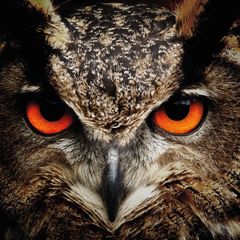 Owl Postcard