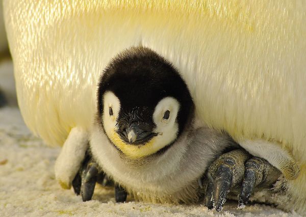 Penguin postcard an115 01c