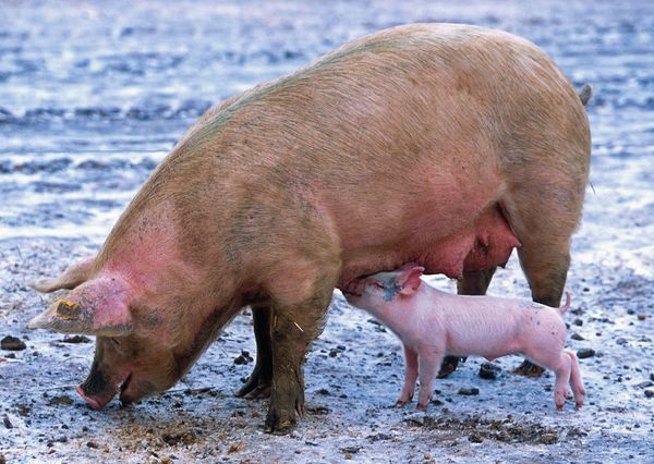 Pig postcard an103 01 01c