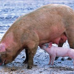 Pig Postcard