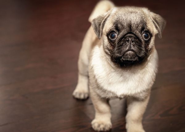 Pug puppy postcard an119 01c