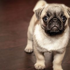 Pug Postcard