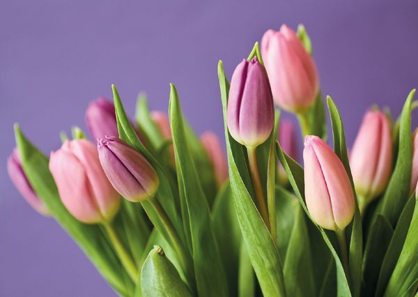 Pink tulips fl104 01c