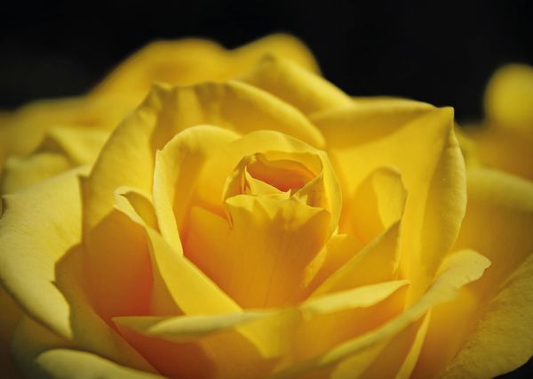 Yellow rose fl101 01c