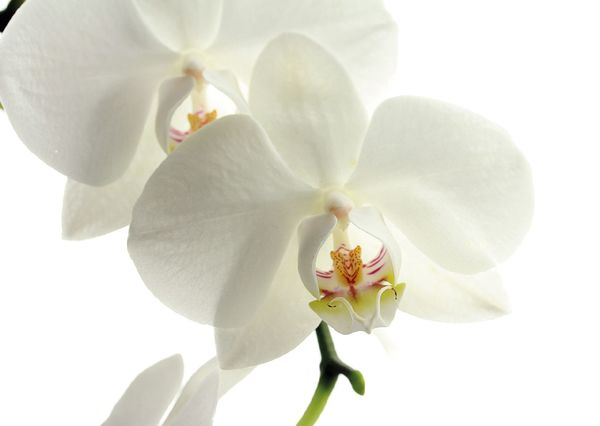 Orchid postcard fl107 01c