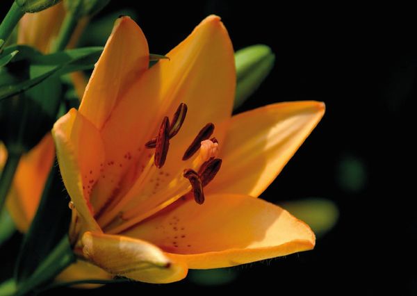 Daylily postcard fl109 01c