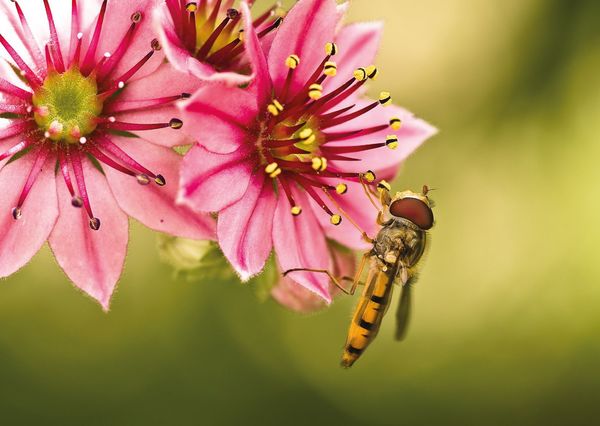 Hoverfly postcard fl102 01c