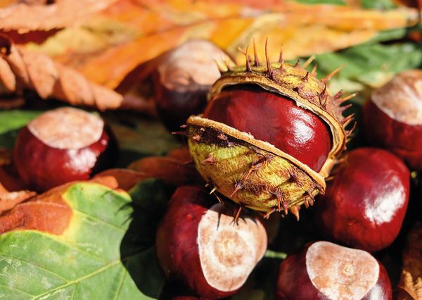 Horse chestnut nt101 01c