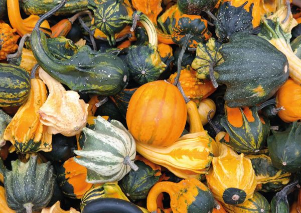 Gourds postcard ga112 01c