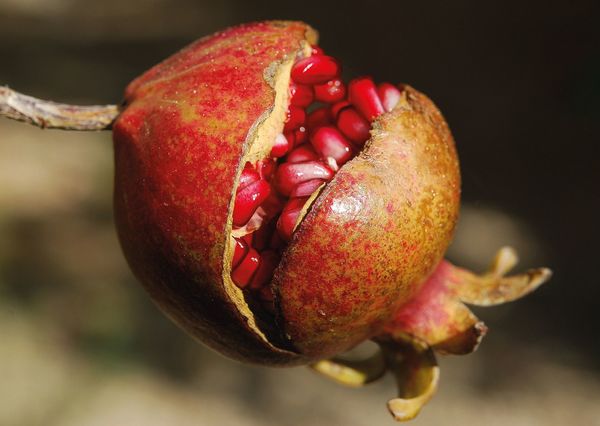 Pomegranate postcard ga110 01c