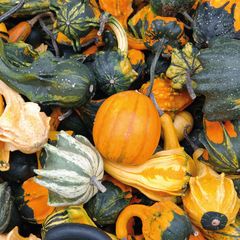 Gourds Postcard