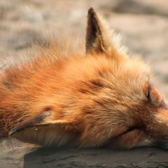 Fox - Postcard