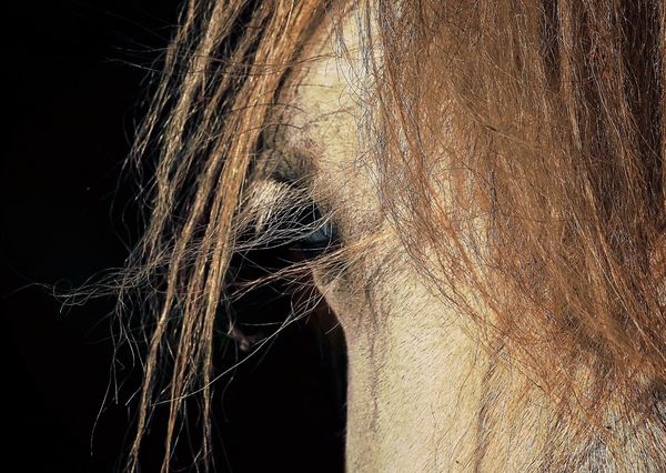 Mane horse postcard an124c