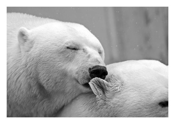 Polar bear kiss postcardsisters an125c