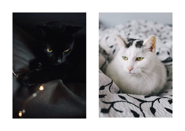 Black white cat postcardsisters an128c