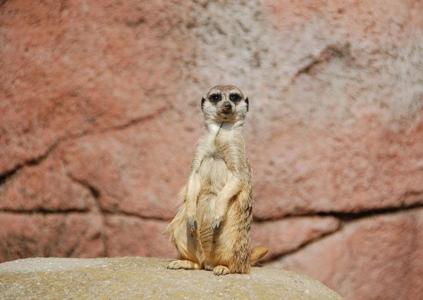 Suricate postcardsisters an127c