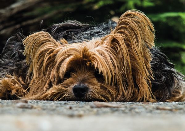 Yorkshire terrier postcard an129c