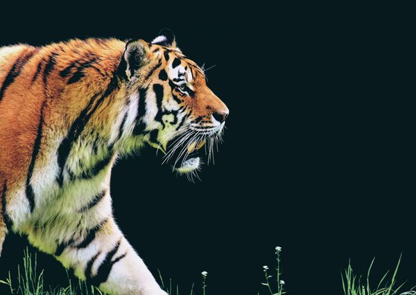 Tiger animal postcard an130c