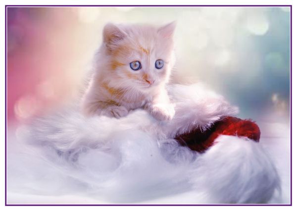 Christmas kitty postcard cm119c