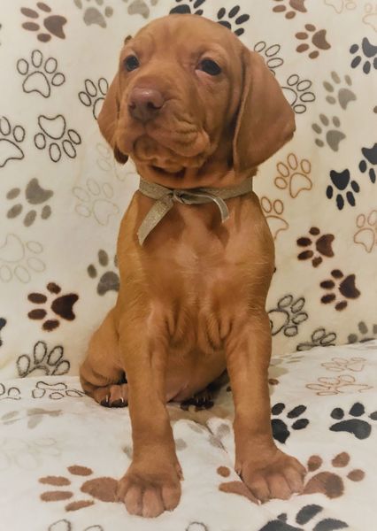 Magyar vizsla kepeslap postcardsisters an131c