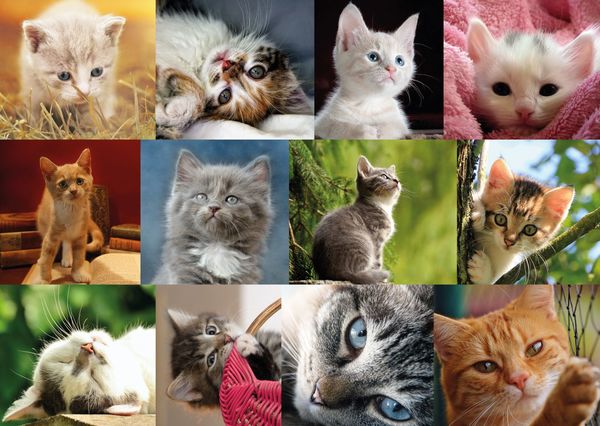 Cat collection postcardsisters an132c