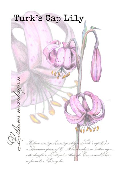 Turks cap lily postcard bo101c