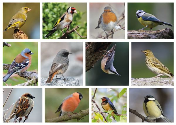 Birds multipic postcard an133c