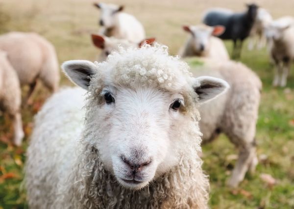 Sheep postcard an136c