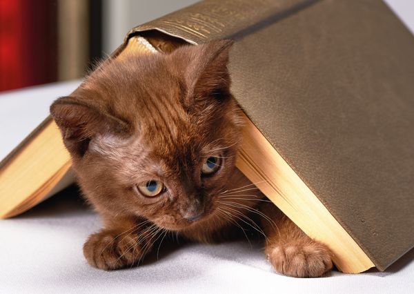 Book cat postcard an135c
