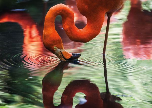Flamingo postcard an137c